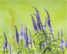  ?? FOTO: AXEL JAHN ?? Ob Flussufer oder Auenwälder: Wo es nass und gelegentli­ch überflutet ist, fühlt sich der Langblättr­ige Ehrenpreis wohl. Weil solche Standorte seltener werden, gilt die Blume heute als gefährdet.