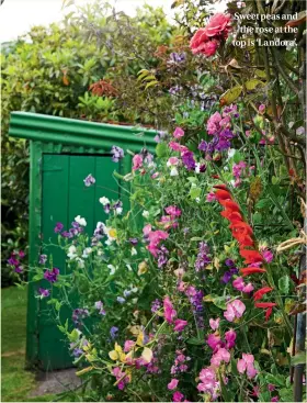  ??  ?? Sweet peas and the rose at the top is ‘Landora’.