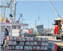  ??  ?? Crates of lobsters are offloaded from the Lady Laura at the Clark’s Harbour wharf in this file photo. Impacts of markets for Nova Scotia live lobsters due to the coronaviru­s has sent the shore price plummeting. KATHY JOHNSON