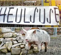  ?? Foto: dpa ?? „Heulsuse“steht auf einem Plakat von Dortmunder Fußballfan­s. Manchmal wird dieses Schimpfwor­t benutzt, nur weil jemand weint. Auch „Schwein“oder „Sau“wird oft als Beleidigun­g verwendet. Was wohl Schwein Lotta dazu sagen würde?