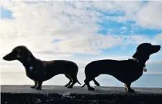  ??  ?? A long pedigree: two miniature dachshunds are outlined against the Brighton seafront