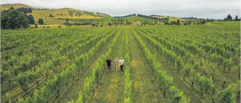  ?? ?? Organicall­y grown grapes at Greystone Wines, Hurunui.