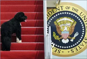  ??  ?? Presidenti­al pet Bo climbing the stairs of Air Force One at Andrews Air Force Base, Md. for a flight to Chicago with President Barack Obama.