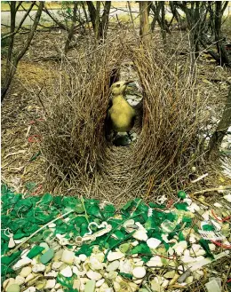  ??  ?? An Australian bowerbird with his lovingly chosen objects, metres from a road