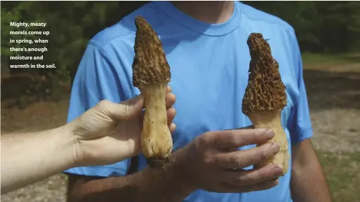  ??  ?? Mighty, meaty morels come up in spring, when there's enough moisture and warmth in the soil.