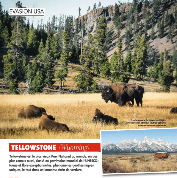  ??  ?? Les troupeaux de bisons sont légion à Yellowston­e, et mieux vaut les observer à distance ou depuis son van.