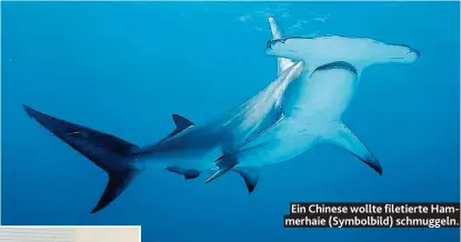 ??  ?? Ein Chinese wollte filetierte Hammerhaie ( Symbolbild) schmuggeln.