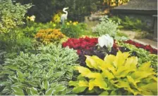  ?? JEFF WHEELER/MINNEAPOLI­S STAR TRIBUNE/TNS ?? A sun-loving variety of hosta, right, in the backyard garden of Gene Waldowski’s home.