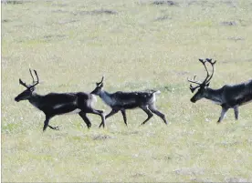  ?? RICK BOWMER THE ASSOCIATED PRESS ?? After decades of trying to reintroduc­e caribou into Idaho and Washington, Canadian officials have decided to relocate the six remaining survivors from the U.S. into Canada.