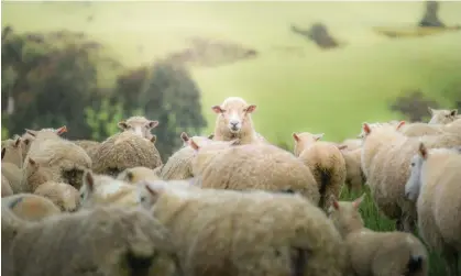  ?? ?? The ratio of sheep to humans in New Zealand has dropped to its lowest level in recorded history. Photograph: Coolbiere Photograph/Getty Images