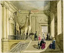  ??  ?? A la derecha, ‘Jirafas en la escalera del Museo Británico’ (1845), de George Scharf