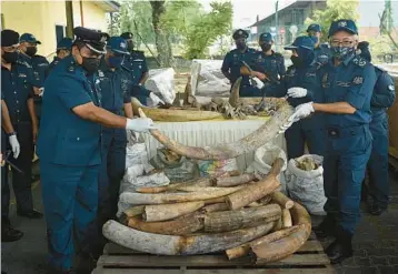  ?? ARIF KARTONO/GETTY-AFP ?? Malaysia customs officers display some of the 13,200 pounds of seized elephant tusks during a news conference Monday at the Customs Complex in Port Klang in Selangor, west of the capital, Kuala Lumpur, following an operation that recovered the ivory and other animal body parts, estimated to be worth $18 million, from a ship on July 10.