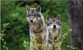  ?? Arterra Picture Library/Alamy ?? Two European grey wolves. Germany is home to an estimated 161 packs of wolves. Photograph: