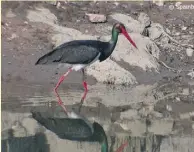  ??  ?? Black Stork