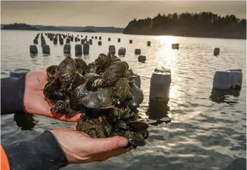  ?? Bild: LASSE EDWARTZ ?? VILL UTÖKA. Företaget Bohus havsbruk har ansökt om att odla musslor på ytterligar­e fyra områden längs Stigfjorde­n mellan Tjörn och Orust.