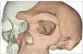  ??  ?? UPI The large brow of an early hominin is juxtaposed with the small, flat forehead of a modern human.