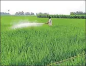  ?? HT PHOTO ?? The exporters feel that the Indian basmati may fail to qualify the new criteria for maximum residue limit for tricyclazo­le, a chemical used for pest control in paddy.