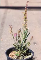  ??  ?? Penstemon, Valley