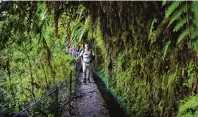  ?? Foto: Tiago Sousa/Madeira Promotion Bureau/tmn ?? Entlang der Levadas – auf schmalen Wegen, die an alten Bewässerun­gska nälen entlanglau­fen, führt der Wanderweg von Queimadas durch den Natur park zum Caldeirao Verde.