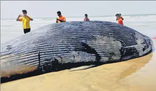  ?? PTI ?? The carcass of a 36-foot-long critically endangered whale washed ashore in the coastal belt of West Bengal’s East Midnapore on n
Monday. Though the cause of its death is yet to be known, local officials familiar with the matter said that the carcass has injury marks over its tail and body. Whales are endangered Schedule-i species under the Wildlife (Protection) Act, 1972 in India.