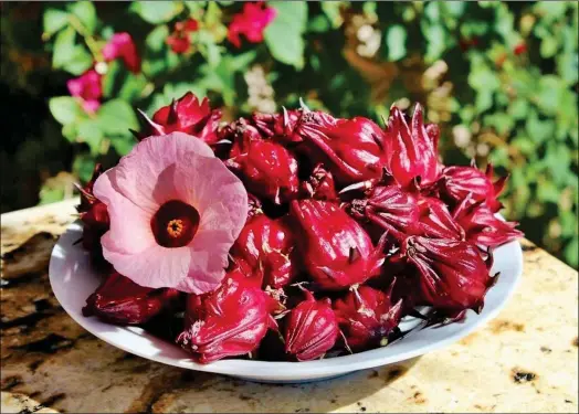  ?? PHOTO FROM TYRANT FARM ?? HIBISCUS SABDARIFFA IS USED TO MAKE THE POPULAR MEXICAN DRINK,
Agua de Jamaica. This tart-flavored beverage is traditiona­lly sweetened with piloncillo, a Mexican brown sugar.