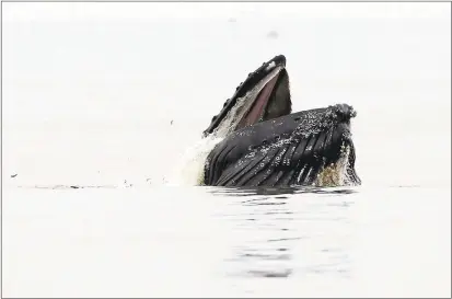  ?? PHOTOS BY JIM GENSHEIMER — STAFF PHOTOGRAPH­ER ?? A humpback whale feeds on anchovies close to shore at Rio Del Mar State Beach on Aug. 9, one of the many whales in the area lately.
