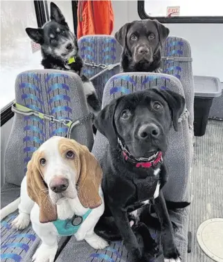  ?? MO MOUNTAIN MUTTS Mo Mountain Mutts ?? Mo Mountain Mutts, a dog walking business in Skagway, Alaska, has gone viral on social media for its beloved dog bus. Back row, from left: Yarrow and Otis; and front row: Gumbo and Slade.
