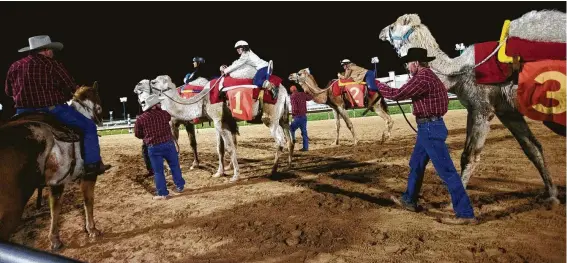  ?? Photos by Marie D. De Jesús / Staff photograph­er ?? The Houston Chronicle’s Maggie Gordon returns unknowingl­y victorious after racing a camel at Sam Houston Race Park.