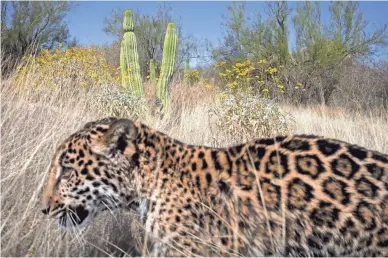  ?? MARK HENLE/THE REPUBLIC ?? Tutu’uli, a female jaguar, lives at the Ecological Center of Sonora in Hermosillo, Mexico. Researcher­s there believe her cubs could one day bolster the species’ wild population.