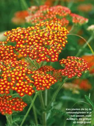  ??  ?? Kies planten die bij de omstandigh­eden in je tuin passen, zoals
Achillea’s, die gedijen op droge grond.