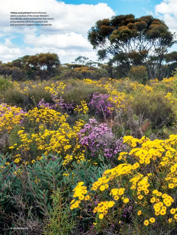  ??  ?? Yellow and painted featherflo­wers adorn a section of the Great Western Woodlands, which extend from the centre of Gondwana Link to its eastern end and are Earth’s largest intact temperate