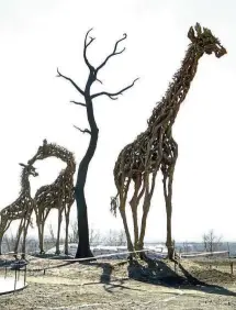  ??  ?? Eye-catching: This giraffe family, on display at Beijing Expo 2019, is made from tree roots.