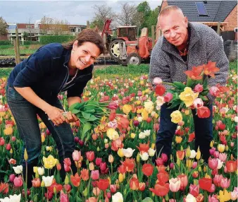  ?? FOTO: DPA ?? In Holland ist Tulpenzeit. Touristen können das Blütenmeer auf den Höfen bestaunen.
