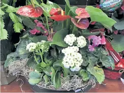  ?? Photos by Betty Cahill, Special to The Denver Post ?? A dish garden in full bloom.