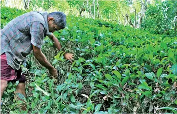  ??  ?? File picture of a tea smallholde­r property.