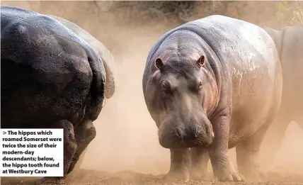  ?? ?? > The hippos which roamed Somerset were twice the size of their modern-day descendant­s; below, the hippo tooth found at Westbury Cave