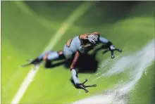  ?? FERNANDO VERGARA
THE ASSOCIATED PRESS ?? A harlequin poison frog, walks on a leaf at the Tesoros de Colombia frog breeding centre in Cundinamar­ca, Colombia.