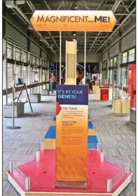  ?? Special to the Democrat-Gazette/MARCIA SCHNEDLER ?? The exhibit “Magnificen­t … Me!” enlightens and entertains visitors to Mid-America Science Museum on the outskirts of Hot Springs.