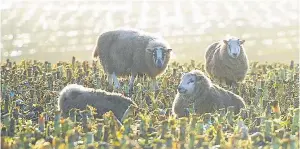  ??  ?? Brexit is expected to impact on the sheep sector.