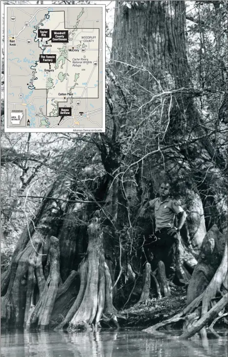  ?? (Democrat-Gazette file photo) ?? An Arkansas Game & Fish officer stands on a huge cypress tree in bottomland­s along the Cache River and Bayou DeView in 1978. “Some of the oldest and biggest cypress trees in the world are in this county,” Woodruff County Judge Michael John Gray says. “When people learn about what’s here, they want to come back.”