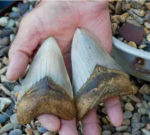  ??  ?? BOTTOM Fossilised teeth from a ‘baby’ Megalodon found by Dudley Wessels – luckily for surfers these 30-metre ancient sharks are no longer around.