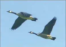  ?? USFWS ?? The Pitt campus compromise­d with birders to keep Canada geese and other migrating birds from getting trapped in the university’s "victory lights."