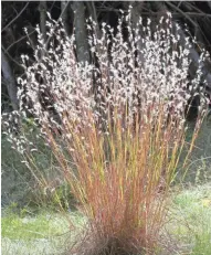  ??  ?? Little bluestem native grass offers year-round interest and blazing red fall color.