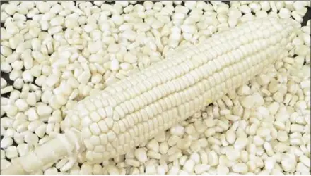 ?? (Courtesy pics) ?? Be mindful of the moisture content of maize before shelling and do take the maize test to know if shelled maize is ready for storage or not.