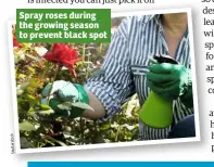  ?? k oc st er   u Sh ?? Spray roses during the growing season to prevent black spot