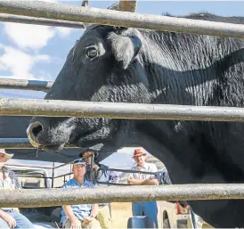  ?? /Kirsten Oliver ?? Market access: Buyers size up the livestock on sale at the mobile auction, where more than R600,000 was raised. The Meat Naturally project has been piloted in the Eastern Cape.