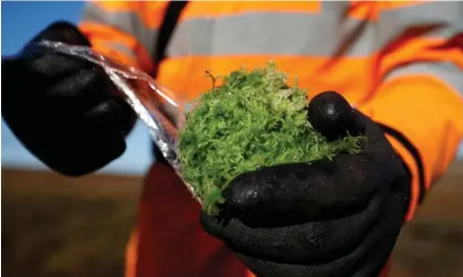  ?? Photograph: Phil Noble/Reuters ?? Researcher­s found that sphagnum moss reduced peak streamflow – the maximum amount of water that enters a river after a storm – by 65%.