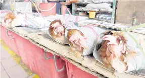  ?? ?? JUALAN PERLAHAN: ‘Ayam pencen’ yang dijual di sebuah pasar di Sibu.