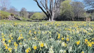  ?? PHOTO: MEL FOSTER/SUPPLIED ?? The Weathersto­ns Brewery and Daffodil Trust in Lawrence is delighted with a 20% increase in visitor numsers this season.