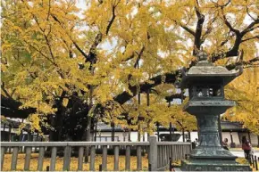  ?? ?? the best place to see autumn colours in Japan is Kyoto, the ancient capital of a thousand years.the estimated best viewing of the fall foliage in Kyoto is three weeks from late November to early december.